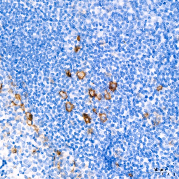 A21230: CD30 Rabbit mAb