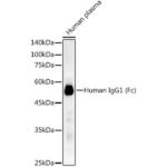 Human IgG1 (Fc) Rabbit mAb (A21233)