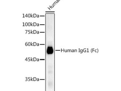 Human IgG1 (Fc) Rabbit mAb (A21233)