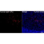 Human IgG1 (Fc) Rabbit mAb (Catalog Number: A21233) Abclonal