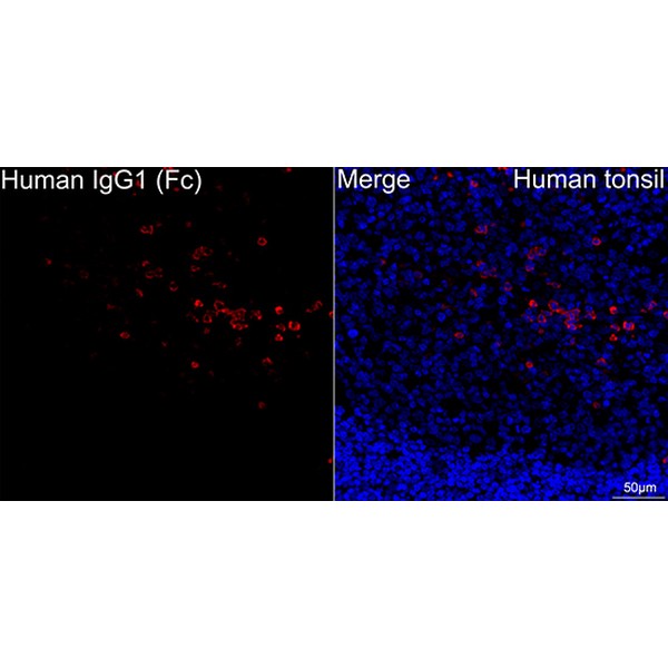 Human IgG1 (Fc) Rabbit mAb (Catalog Number: A21233) Abclonal