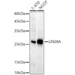 LIN28A Rabbit mAb (A21261)