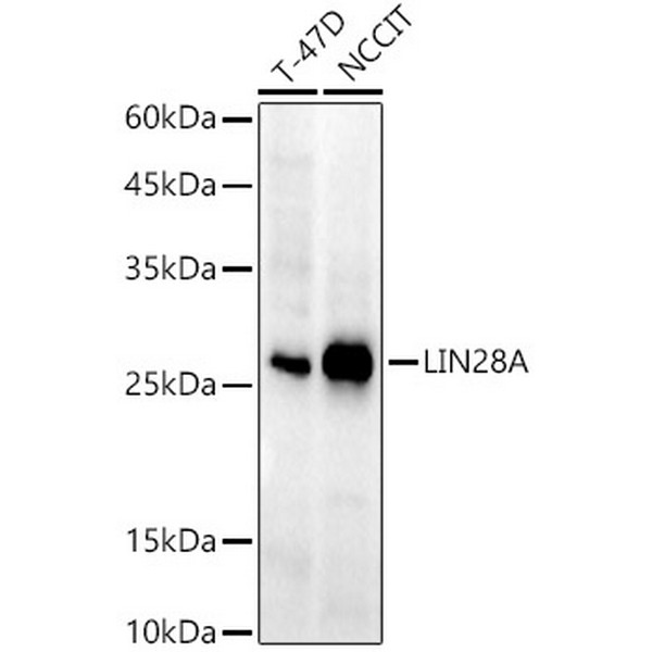 LIN28A Rabbit mAb (A21261) LIN28A Rabbit mAb (A21261)