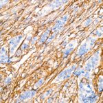 A21268: CD13/ANPEP Rabbit mAb