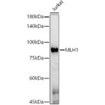 [KO Validated] MLH1 Mouse mAb (A21882)