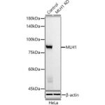 A21882: [KO Validated] MLH1 Mouse mAb