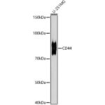 CD44 Rabbit mAb (A21919)