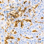 A21919: CD44 Rabbit mAb