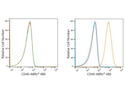 ABflo® 488 Rabbit anti-Human CD40 mAb (A21938)