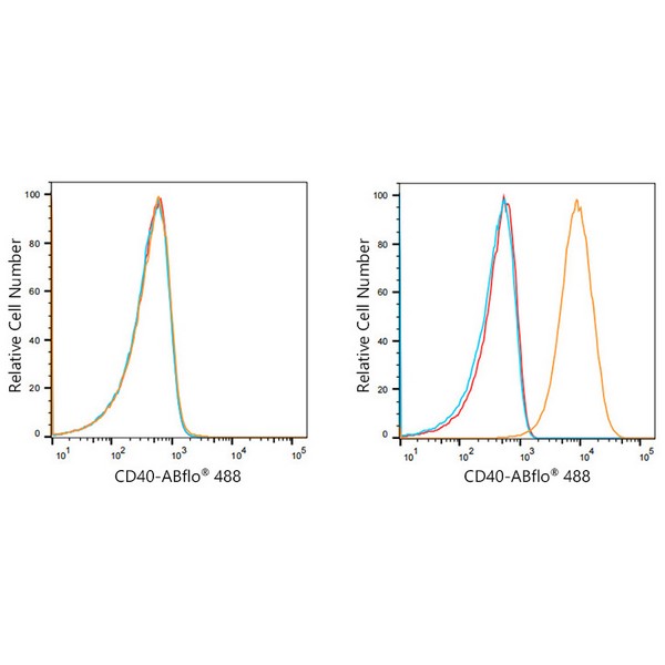 ABflo® 488 Rabbit anti-Human CD40 mAb (A21938)