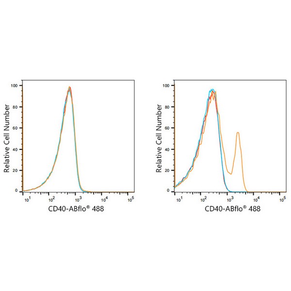 A21938: ABflo® 488 Rabbit anti-Human CD40 mAb