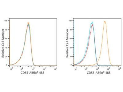 ABflo® 488 Rabbit anti-Human CD55 mAb (A21942)