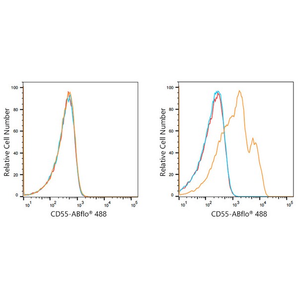 A21942: ABflo® 488 Rabbit anti-Human CD55 mAb