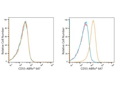 ABflo® 647 Rabbit anti-Human CD55 mAb (A21943)