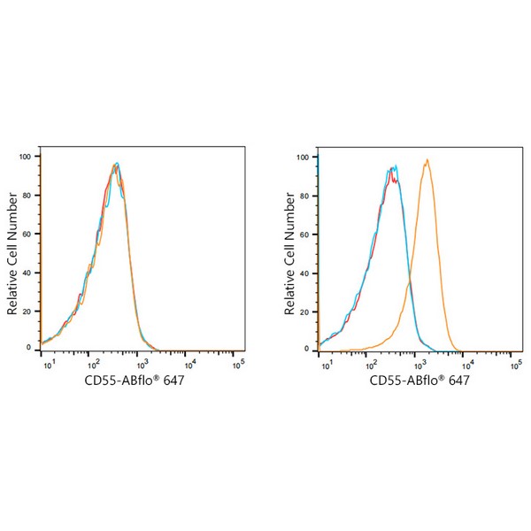 ABflo® 647 Rabbit anti-Human CD55 mAb (A21943)