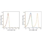 A21944: ABflo® 488 Rabbit anti-Human CD13/ANPEP mAb