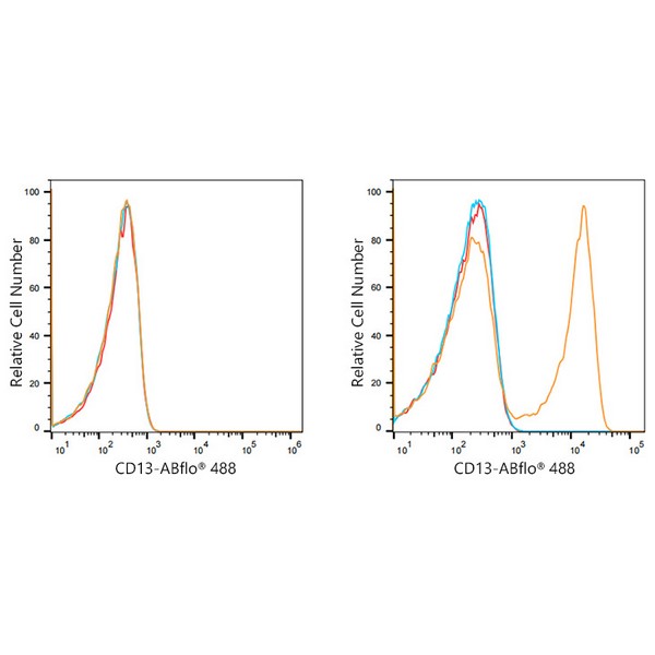 A21944: ABflo® 488 Rabbit anti-Human CD13/ANPEP mAb