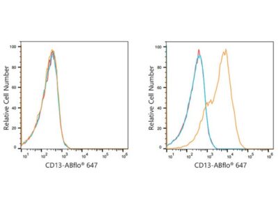 ABflo® 647 Rabbit anti-Human CD13/ANPEP mAb (A21945)