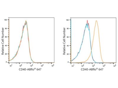 ABflo® 647 Rabbit anti-Human CD40 mAb (A21947)