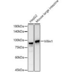 Villin Rabbit mAb (A22051)