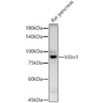 A22051: Villin Rabbit mAb