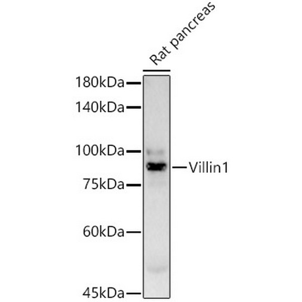 A22051: Villin Rabbit mAb