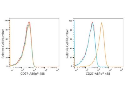 ABflo® 488 Rabbit anti-Human CD27 mAb (A22063)