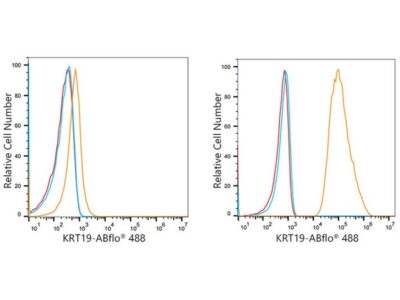 ABflo® 488 Rabbit anti-Human Cytokeratin 19 (KRT19) mAb (A22065)