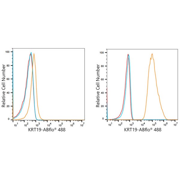 A22065 ABflo® 488 Rabbit anti-Human Cytokeratin 19 (KRT19) mAb (A22065)