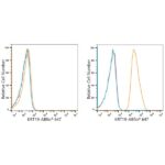 ABflo® 647 Rabbit anti-Human Cytokeratin 19 (KRT19) mAb (A22066)