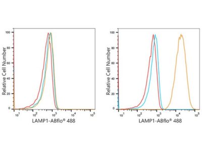 ABflo® 488 Rabbit anti-Human LAMP1/CD107a mAb (A22067)