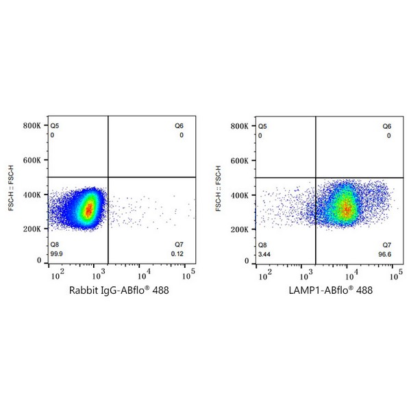 ABflo® 488 Rabbit anti-Human LAMP1/CD107a mAb (Catalog Number: A22067) Abclonal