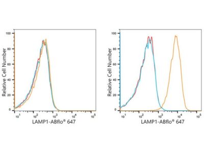 ABflo® 647 Rabbit anti-Human LAMP1/CD107a mAb (A22068)