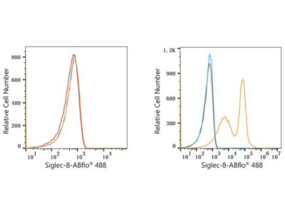 ABflo® 488 Rabbit anti-Human Siglec-8 mAb (A22189)