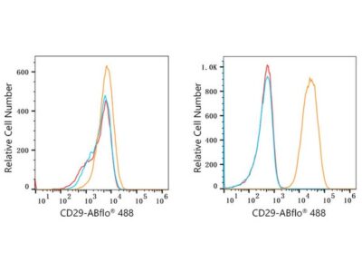 ABflo® 488 Rabbit anti-Human Integrin-β1/CD29 mAb (A22191)