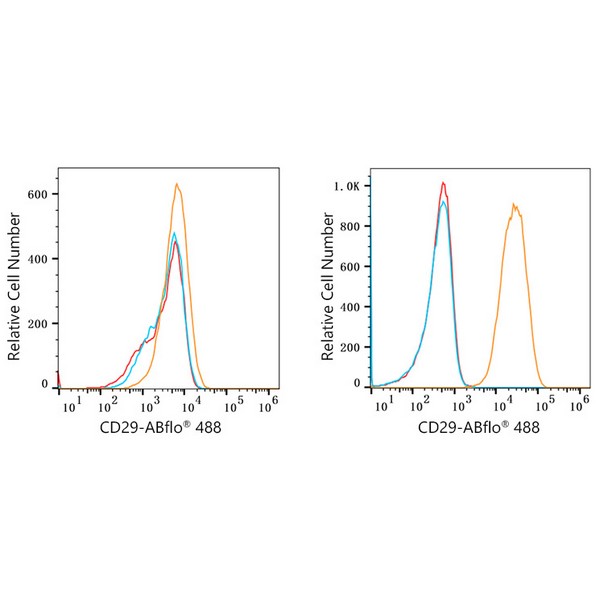 ABflo® 488 Rabbit anti-Human Integrin-β1/CD29 mAb (A22191) ABflo® 488 Rabbit anti-Human Integrin-β1/CD29 mAb (A22191)