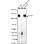 CD34 Rabbit mAb (A22197)