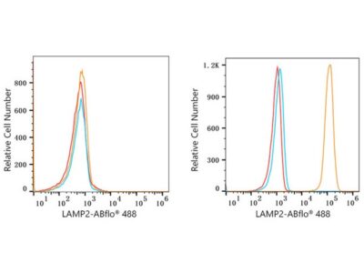 ABflo® 488 Rabbit anti-Human LAMP2 mAb (A22216)