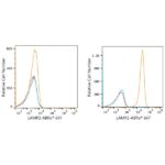 ABflo® 647 Rabbit anti-Human LAMP2 mAb (A22217)