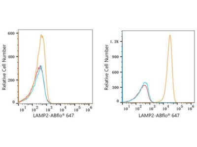 ABflo® 647 Rabbit anti-Human LAMP2 mAb (A22217)