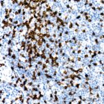 A22219: CD8A Rabbit mAb