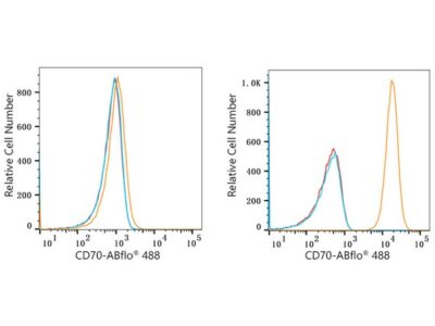 ABflo® 488 Rabbit anti-Human CD70 mAb (A22302)