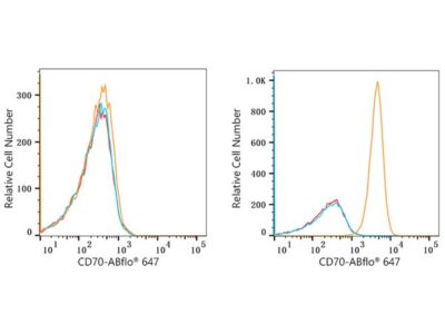 ABflo® 647 Rabbit anti-Human CD70 mAb (A22303)