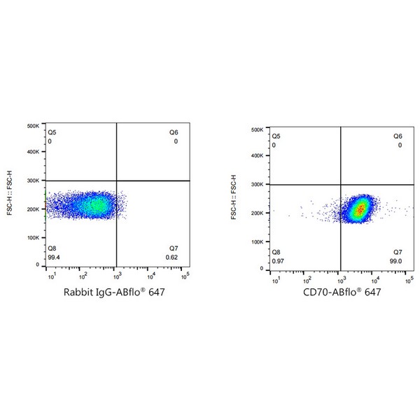 A22303: ABflo® 647 Rabbit anti-Human CD70 mAb
