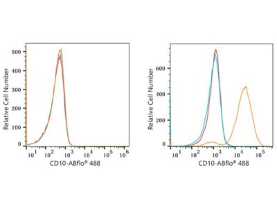 ABflo® 488 Rabbit anti-Human CD10 mAb (A22306)