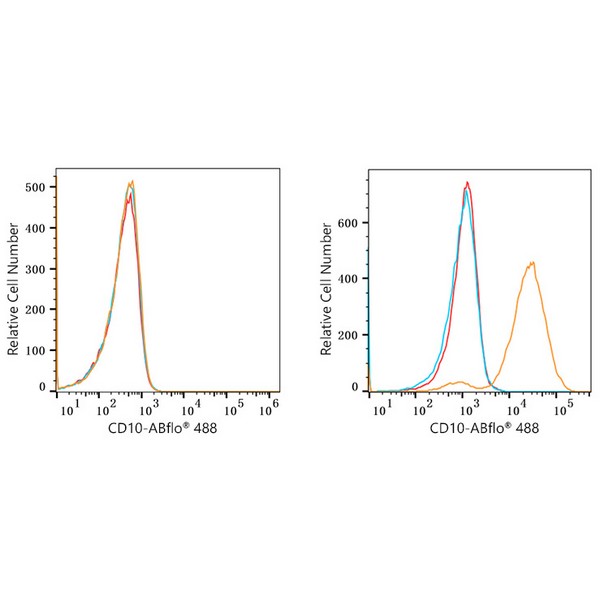 ABflo® 488 Rabbit anti-Human CD10 mAb (A22306) ABflo® 488 Rabbit anti-Human CD10 mAb (A22306)