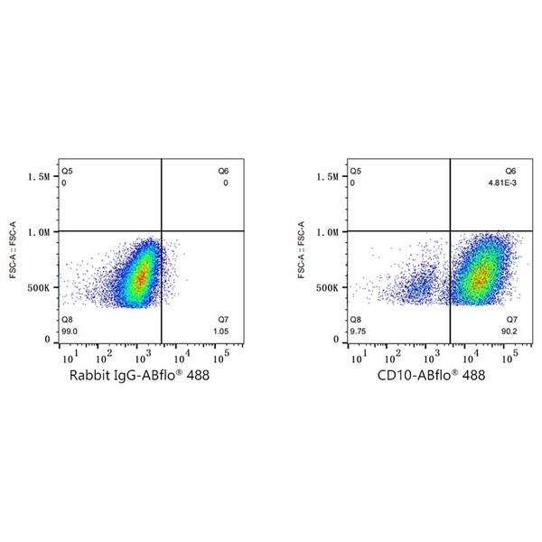 A22306: ABflo® 488 Rabbit anti-Human CD10 mAb
