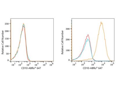 ABflo® 647 Rabbit anti-Human CD10 mAb (A22307)