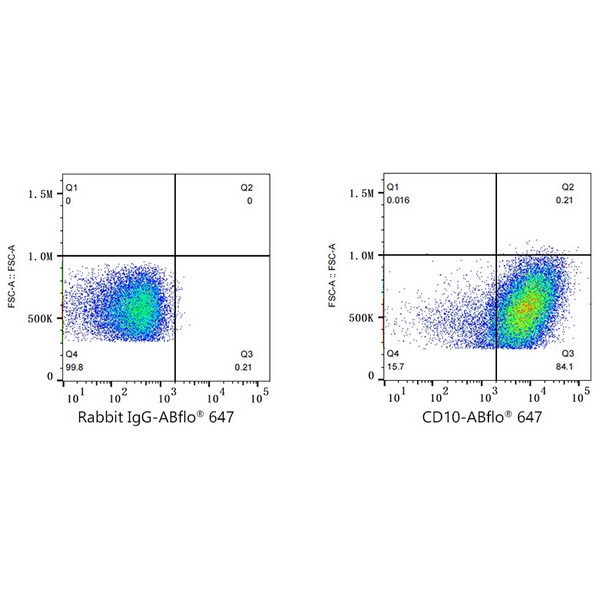 A22307: ABflo® 647 Rabbit anti-Human CD10 mAb