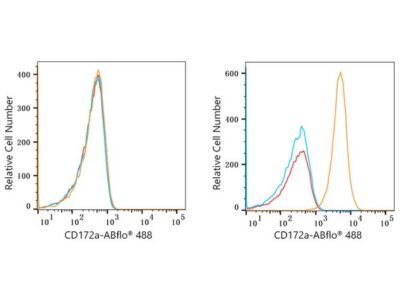 ABflo® 488 Rabbit anti-Human CD172a/SIRPα mAb (A22308)